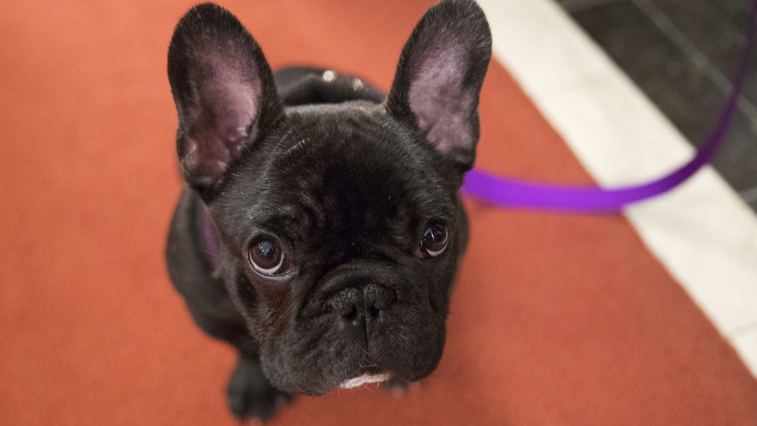 Find Trusted and Safe French Bulldog Breeders California for Your Puppy