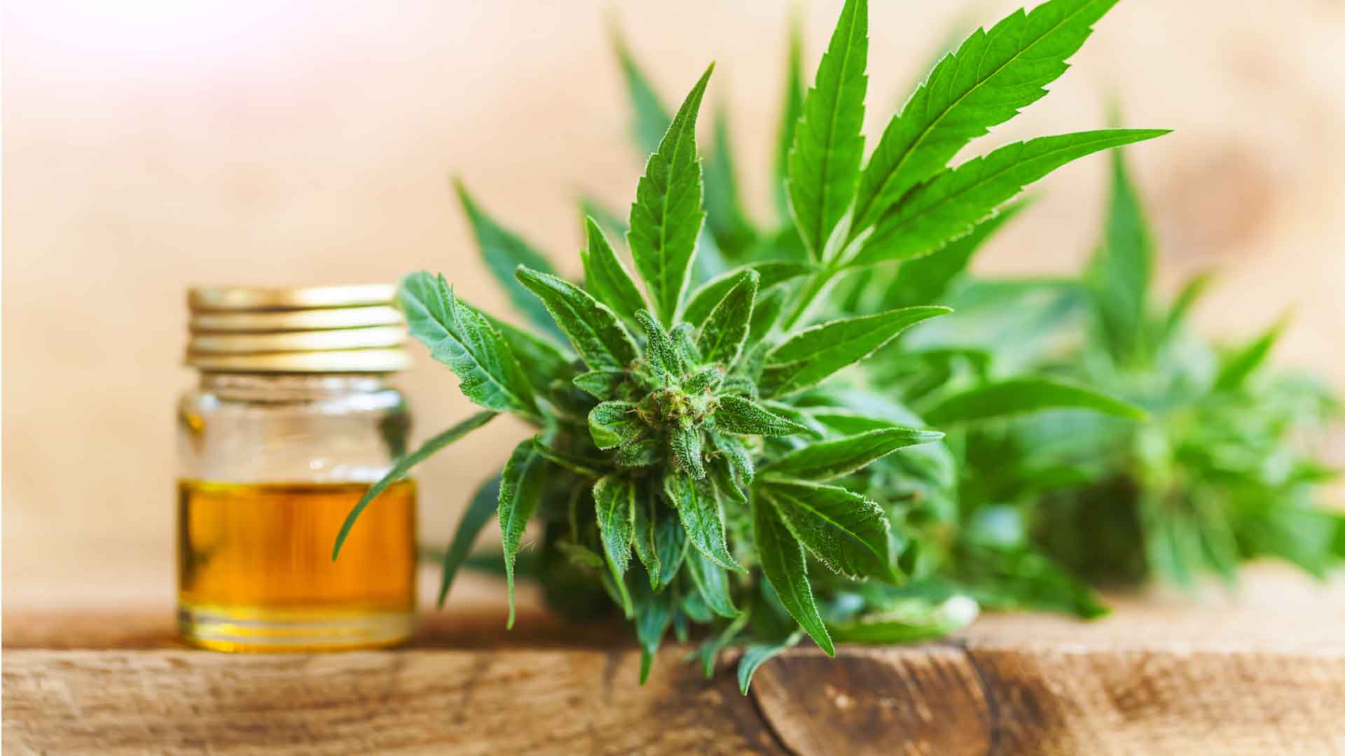 To get rid of common health issues, try CBD