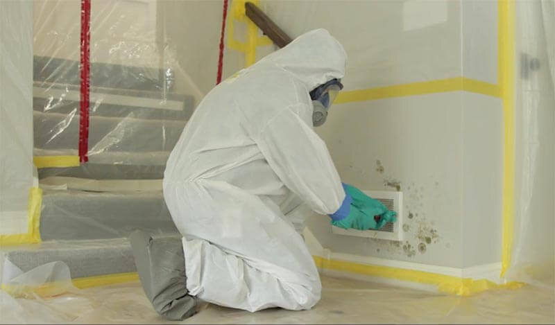 Is a Mold Inspection Free? Understanding the Process